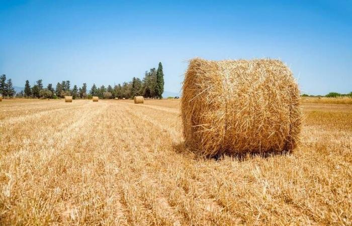 LiberiAgricoltori : « les prix du blé baissent, désertent les bourses des matières premières »