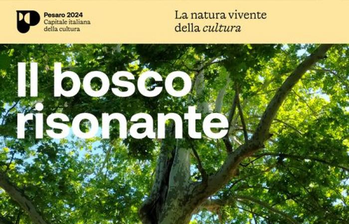 Commune de Pesaro : La forêt résonante