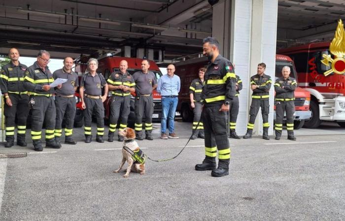 Prato souhaite une bonne retraite à Foglia, le vétéran à quatre pattes des pompiers