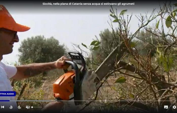 Sécheresse, les agriculteurs de Sicile contraints de couper les plants d’agrumes : « Il n’y a pas d’eau pour tous, donc certains survivront »
