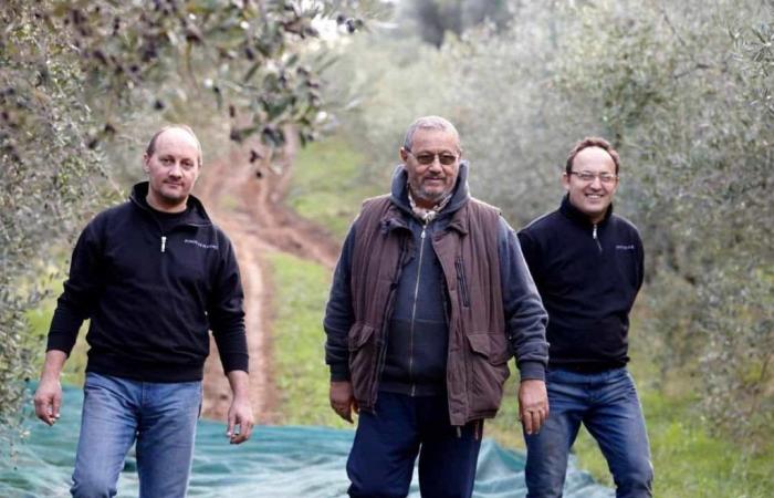 Trois frères toscans reprennent l’entreprise de leurs parents pour produire l’une des meilleures huiles d’Italie