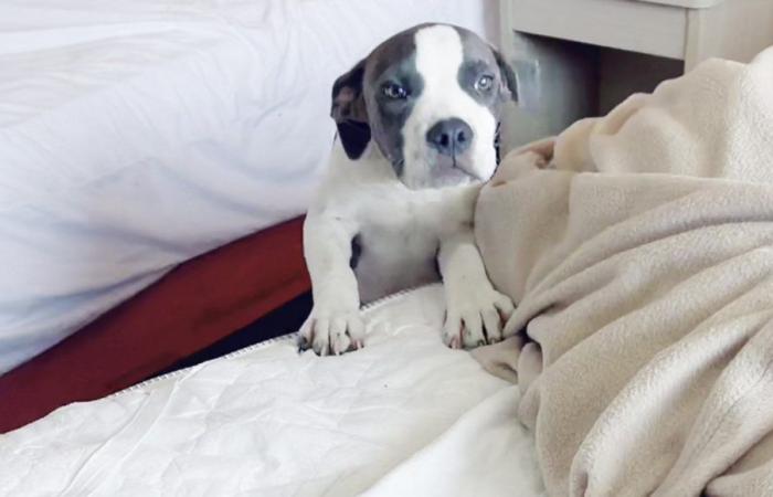 Une femme de ménage de motel trouve un chien qui regarde sous un lit : il a été abandonné
