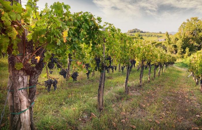 Confagricoltura Fvg : quelles solutions financières pour les entreprises vitivinicoles – Il Pais
