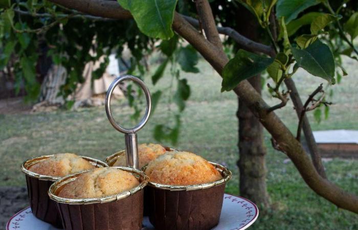 La recette de Vittoria Tassoni : Muffins aux myrtilles