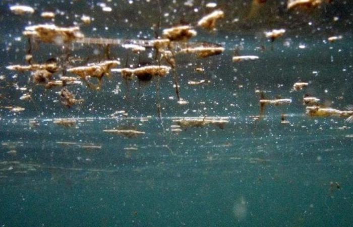 Le retour des algues toxiques dans les Pouilles : alarme dans deux tronçons de côte entre Bari et la province. Autocollant jaune à Torre Canne