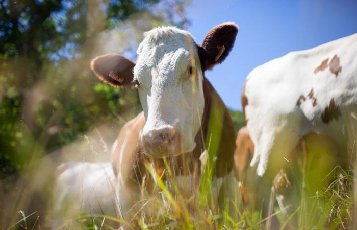 Réunion à Crotone sur la tuberculose bovine : l’ASP et la région de Calabre discutent avec les agriculteurs