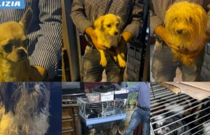 Palerme, attachée au frigo ou enfermée dans des cages à oiseaux : la police saisit un chenil illégal avec 25 chiens