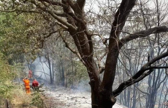 Un incendie détruit le maquis méditerranéen à Salemi, le maire “Défendons le territoire” – BlogSicilia