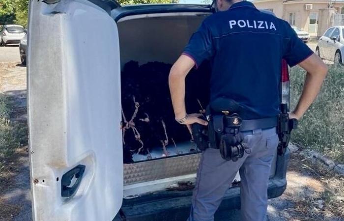 Tarente, la police saisit 900 kg de moules noires : 5 rapports