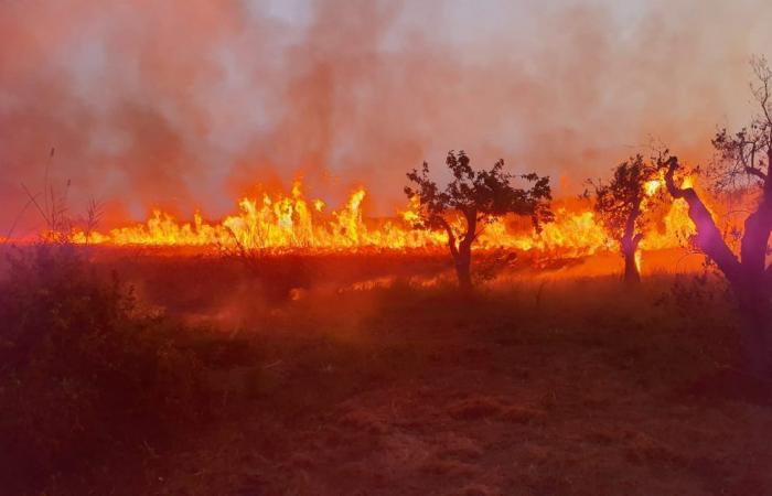 Incendie criminel à la Réserve Naturelle du Cesine, favorisé par la crise climatique