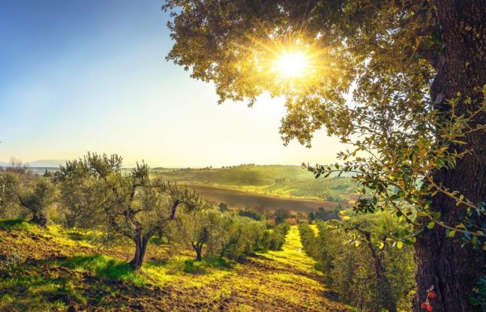 Huile. La Toscane demande au gouvernement un plan national pour l’oléiculture qui commence par les pépinières