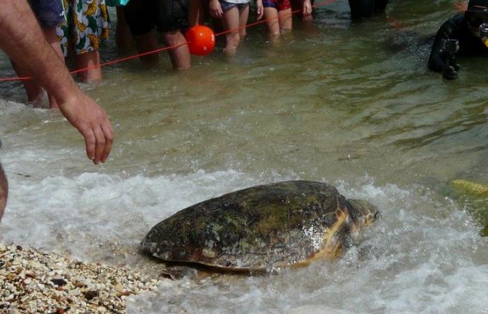 Une tortue relâchée à Molfetta a pondu sur la côte turque