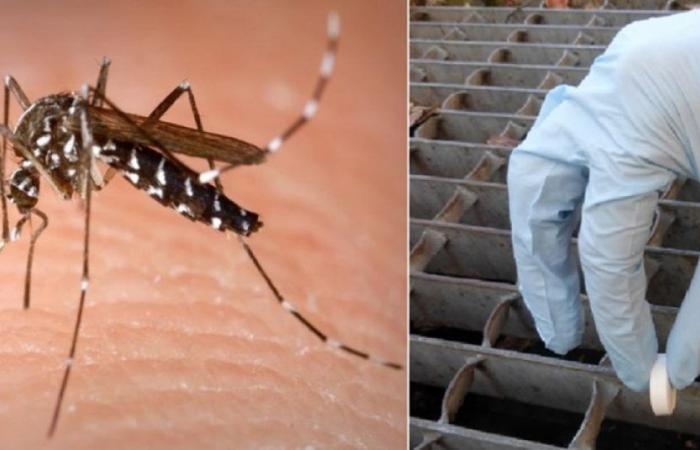 Plan anti-moustiques, la municipalité de Trente commence la distribution de kits larvicides pour les citoyens : les interventions sur les regards et les pièges Bg-gat arrivent dans les écoles maternelles