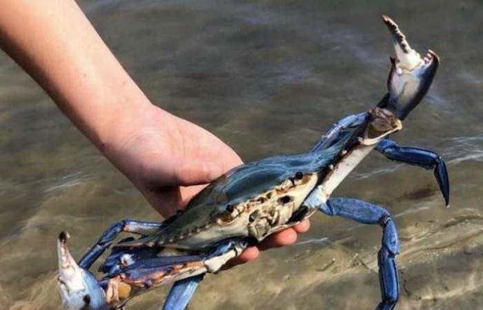 Été sans moules, palourdes et huîtres, la Vénétie est la région la plus touchée par les crabes bleus