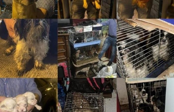 Chenil Lager à Palerme, chiens en cage et parmi les excréments