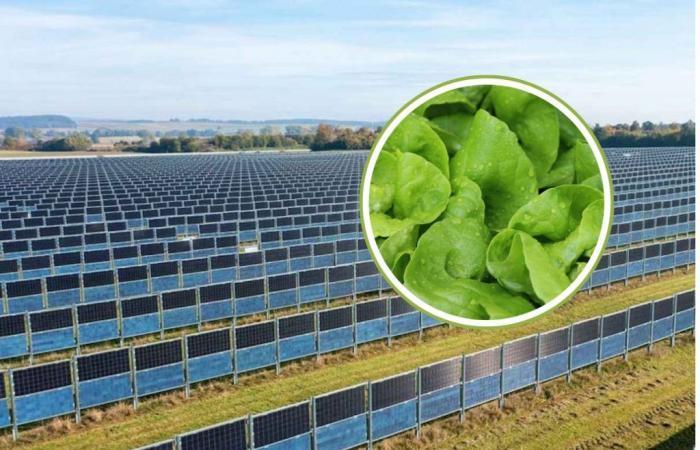 Agrivoltaïque : ce sont les légumes et les cultures qui poussent le mieux sous des panneaux solaires verticaux selon les scientifiques