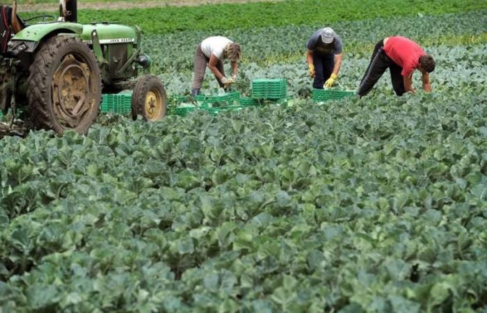 Ravenne, grève des travailleurs du secteur agricole : Legacoop disponible pour rouvrir le dialogue