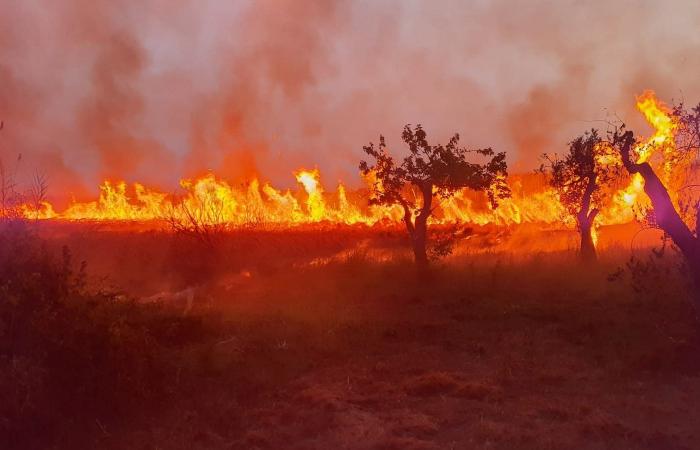 Un incendie criminel a frappé la réserve naturelle WWF Le Cesine à Lecce