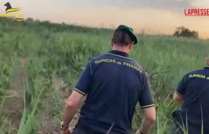 VIDEO Foggia, une grande plantation de chanvre indienne découverte : les propriétaires l’ont signalé