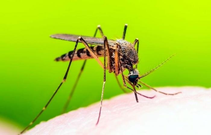 Prévention de l’infection par le Nil occidental : traitement obligatoire contre les moustiques. Environnement.