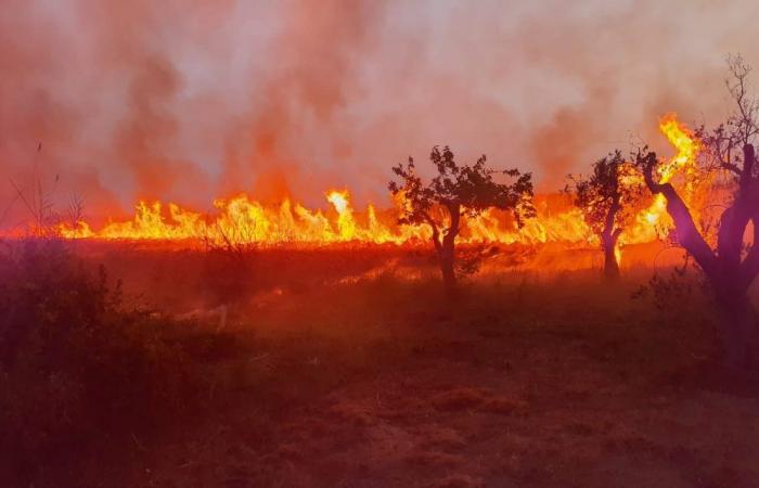 Un incendie criminel a frappé la réserve naturelle WWF Le Cesine à Lecce