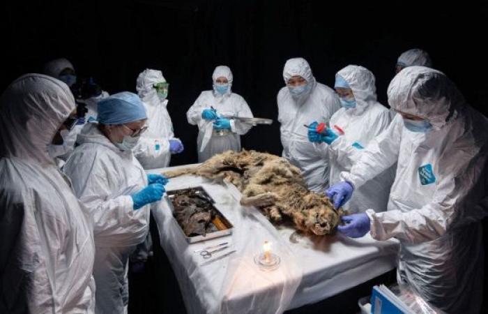 Un loup vieux de 44 000 ans découvert dans le pergélisol en Sibérie
