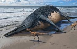 Fossile d’un monstre marin sur la plage : un ichtyosaure record