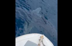 Grand requin dans le détroit de Messine : il frôlait la côte