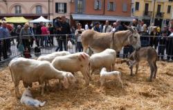 Rho : Circulation interdite sur la Piazza San Vittore samedi et dimanche