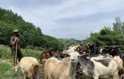 Les chèvres de Valerio vers Capracotta: la transhumance est toujours une réalité dans l’Alto Molise