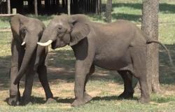 Découvrez comment les éléphants d’Afrique se saluent : la manière change en fonction de la personne à qui vous parlez