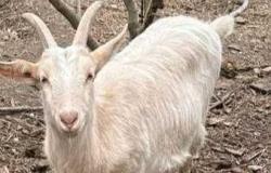 Animaux, la chèvre Fiocco cherche une nouvelle famille Gazzetta di Reggio