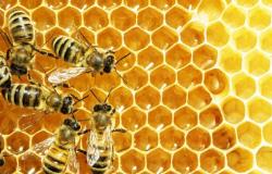 Abeilles et sécheresse, situation dramatique en Sicile pour les producteurs de miel