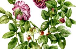 Exposition ‘Rosa fragrans. Dessins et aquarelles d’Aurora Tazza’ au Musée Graphique