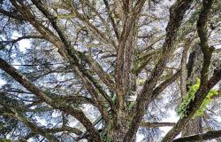 Les arbres à Livourne ont augmenté au cours des cinq dernières années : il y en a plus de 23 000 dans la ville