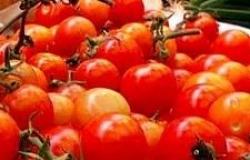 Tomates à l’école et maladies, la coopérative agricole : “Elles viennent de Sicile, jamais d’anomalies”