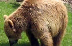 Le Parc des Abruzzes : non au bricolage pour nourrir les ours