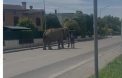 L’éléphant Bamby s’échappe du cirque et se promène dans les rues de la ville