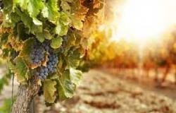 “Retards et inerties sur les compensations urgentes pour le secteur vitivinicole”