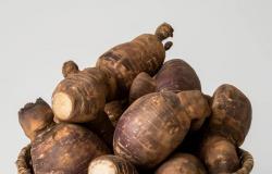 Le manioc, l’aliment « toxique » qui va nourrir le monde