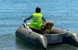 Bisceglie, brevets attribués aux bénévoles de l’École Canine de Sauvetage Nautique
