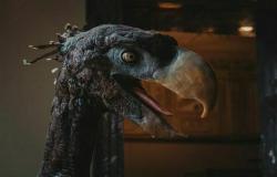 Oiseau terroriste, le carnivore préhistorique à plumes de 100 kg qui semble sortir de Jurassic Park