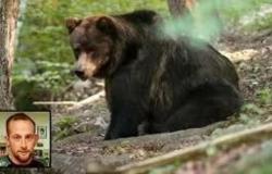 Trento, M49 et l’ours Jj4 ne seront pas abattus mais seront transférés en Forêt-Noire en Allemagne