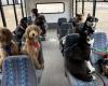 “Bienvenue à bord”, le bus pour chiens est arrivé d’Alaska et rend les réseaux sociaux fous