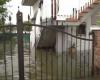 Inondation en Émilie-Romagne, Cervia inondée : la vidéo Sky TG24 sur le canot avec les sauveteurs
