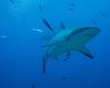 Attaques de requins en Italie : l’histoire du plongeur tué par un grand blanc