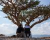 Gaetano Pesce à Oman, son dernier voyage parmi les arbres Boswellia Sacra