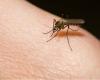 Un premier cas de dengue a été confirmé dans la Vallée d’Aoste