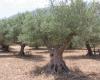 L’étude COI sur les stérols dans l’huile d’olive extra vierge est terminée
