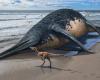Fossile d’un monstre marin sur la plage : un ichtyosaure record
